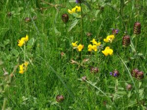 Common flowers