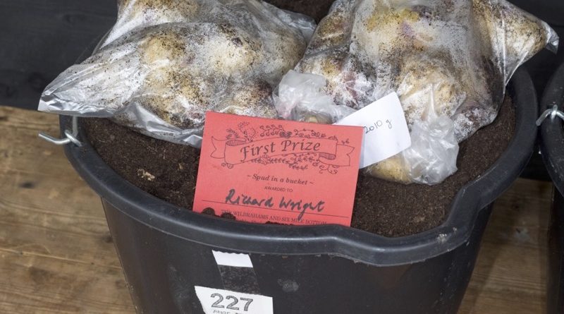 Bucket filled with soil and with two bags of seed potatoes on top.