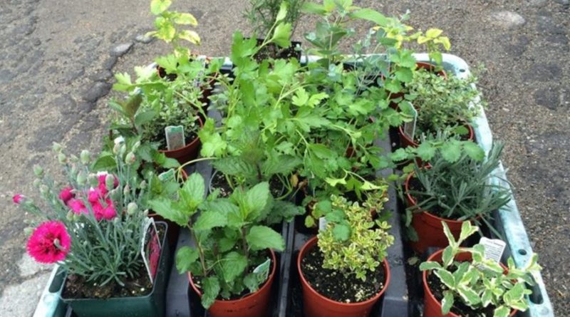 Picture of plants for sale