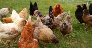 Image of chickens