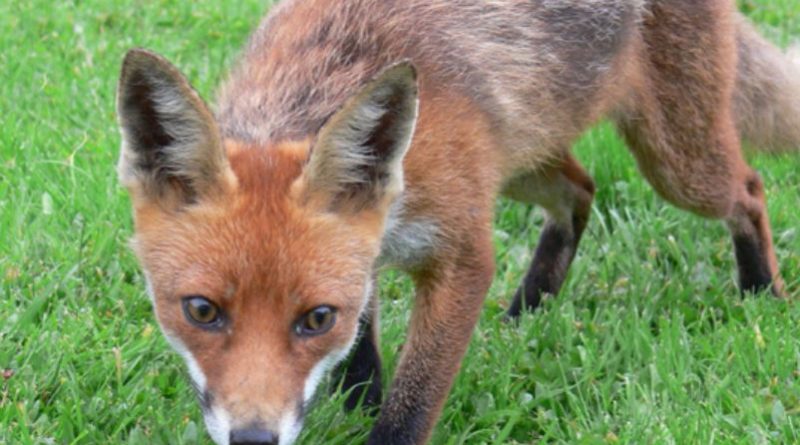 Image of a red fox