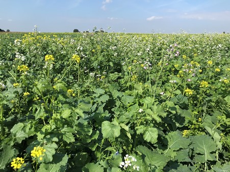 Image of a field on Hawks Mill Farm with mixed crops in flower
