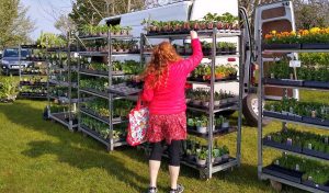 Image of lady in red reaching up to a rack of plants