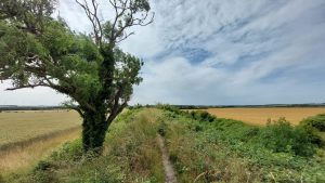 View along Fleam Dyke with Tree on the left and ripened corn fields on either side