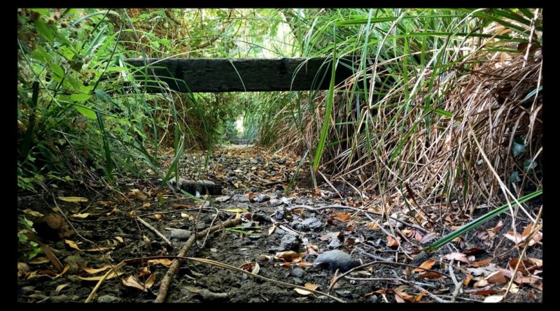 Chalk stream bed photo taken under wooden bridge