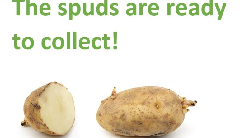 Picture of one and a half potatoes on white background with green text -The spuds are ready to collect