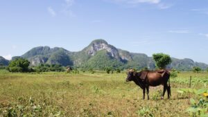 Cuban landscape with mountains in background and a steer on flat grazing in the foreground