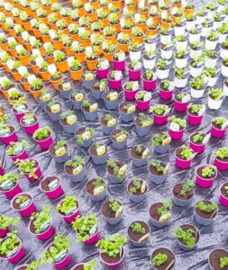 Photograph to illustrate pattern with coloured plant pots with seedlings, arranged in blocks and on a waterproof membrane