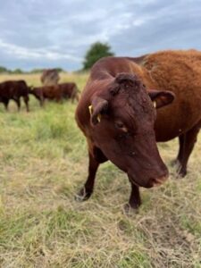 Red Devon Cattle in a field